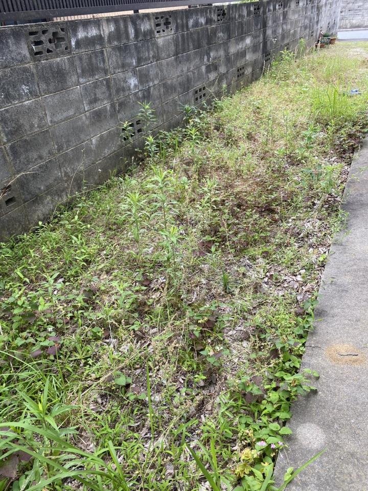 ブログ用　除草作業